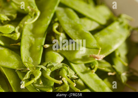 frisch geerntete Erbsen aus Pennsylvania, USA Stockfoto