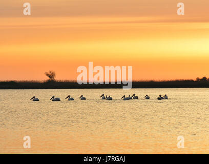 Wunderbaren Sonnenaufgang im Naturschutzgebiet Donaudelta, Rumänien Stockfoto