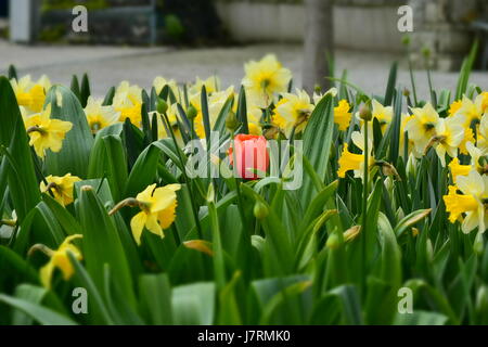 Spring Beauty in einem städtischen park Stockfoto