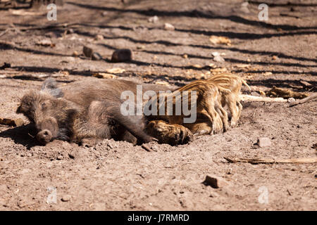 an der Tränke Stockfoto