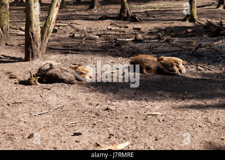 Wildschwein Schwein Bäche Wildschweine Wildschwein Schwein saugen Brooks Wildschweine Wildschweine zu füttern Stockfoto