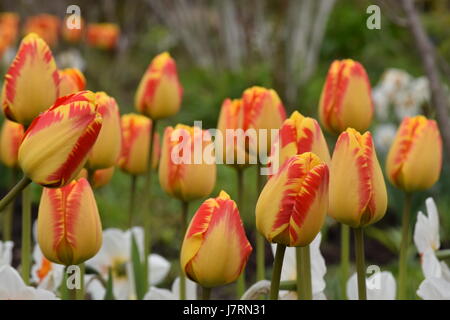 Spring Beauty in einem städtischen park Stockfoto