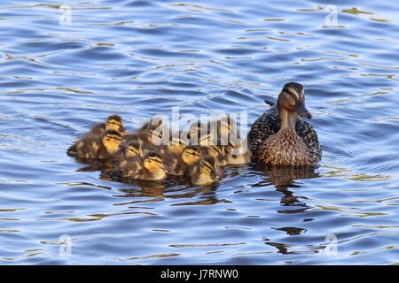 Eine Mutter Stockente mit ihrer Familie von Entenküken Stockfoto