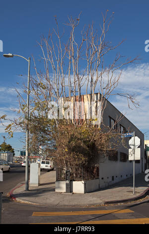 Aus der Kontrolle Strauch vor Bürogebäude auf Hoover Street, Los Angeles, CA Stockfoto