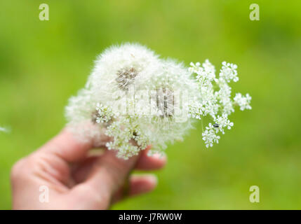 Ein Bouquet von Löwenzahn und kleinen weißen Blüten in den Händen eines Mädchens auf den unscharfen Hintergrund isoliert Stockfoto