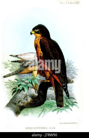 Buteo rufipennis, auch bekannt als Rotschwanzfalke, ist eine Raubvogelart in Amerika. Die Art ist bekannt für ihren rötlichen Schwanz und wird häufig in offenen Lebensräumen wie Grasland und Wald gesehen. Stockfoto