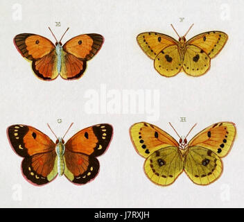 „Colias electo“ ist eine Schmetterlingsart, die in Cramer und Stollâ Uitlandsche Kapellen, einem berühmten Werk über Schmetterlinge, zu sehen ist und deren lebendiges Aussehen und natürlichen Lebensraum unterstreicht. Stockfoto