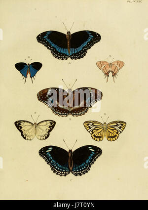 Cramer and Stoll's 'Uitlandsche Kapellen Vol. 3 PL. 221' bezieht sich auf eine Illustration aus einer Serie, die fremde Arten von Schmetterlingen oder Falter beschreibt. Dieser Band ist Teil eines umfassenderen Werkes über lepidoptera, das detaillierte Illustrationen exotischer Motten bietet. Stockfoto