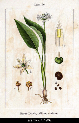 Allium ursinum, auch bekannt als Wildknoblauch, ist eine Pflanzenart aus der Zwiebelfamilie. Es ist in Europa verbreitet und bekannt für seinen Knoblauchgeruch und seine Verwendung in kulinarischen und medizinischen Praktiken. Stockfoto