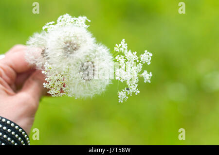 Ein Bouquet von Löwenzahn und kleinen weißen Blüten in den Händen eines Mädchens auf den unscharfen Hintergrund isoliert Stockfoto