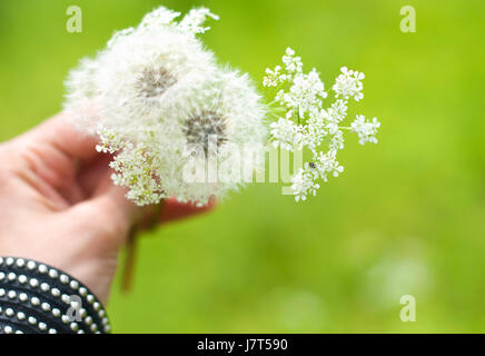 Ein Bouquet von Löwenzahn und kleinen weißen Blüten in den Händen eines Mädchens auf den unscharfen Hintergrund isoliert Stockfoto