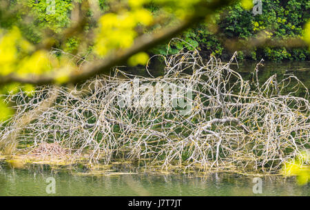 Tote Zweige aus einem alten Baum ruht auf dem Wasser in einem See im Frühjahr. Stockfoto