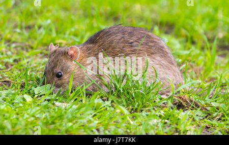 Ratte in der Wiese draußen auf der Suche nach Nahrung. Stockfoto