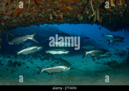 Schwarm von Tarpon, Megalops Atlanticus, Jardines De La Reina, Kuba Stockfoto