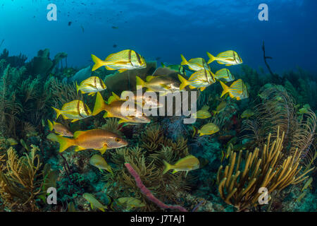 Schwarm von Porkfish, Anisotremus Virginicus, Jardines De La Reina, Kuba Stockfoto