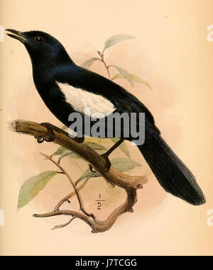 Dieser Titel bezieht sich auf die Seychellen-Magpie-robin (Copsychus sechellarum), eine Vogelart, die auf den Seychellen beheimatet ist und erstmals 1865 beschrieben wurde. Er ist bekannt für sein markantes Aussehen und seinen Erhaltungszustand. Stockfoto