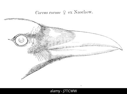 Corvus Corone 1870 Stockfoto