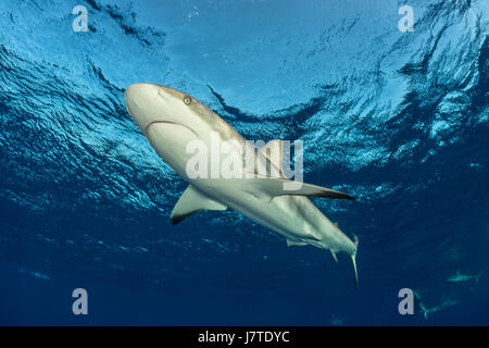 Karibische Riffhaie, Carcharhinus Perezii Jardines De La Reina, Kuba Stockfoto