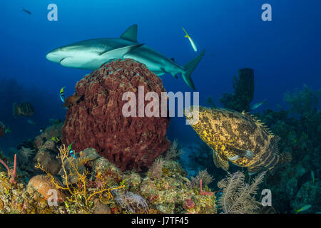 Goliath Grouper, Epinephelus Itajara, Jardines De La Reina, Kuba Stockfoto