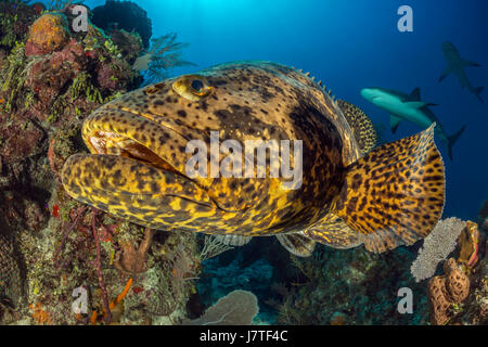 Goliath Grouper, Epinephelus Itajara, Jardines De La Reina, Kuba Stockfoto