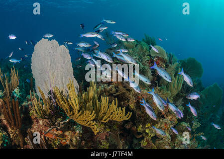 Creole Lippfische im Korallenriff, Clepticus Parrae, Jardines De La Reina, Kuba Stockfoto