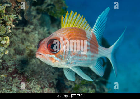 Squirrelfish, Holocentrus Adscensionis, Jardines De La Reina, Kuba Stockfoto