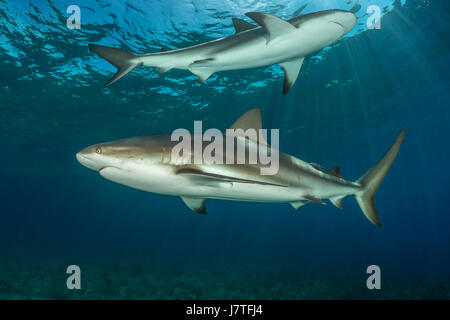 Karibische Riffhaie, Carcharhinus Perezii Jardines De La Reina, Kuba Stockfoto