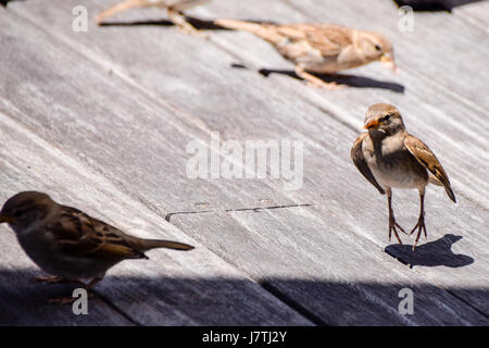 Hopping mad - Spatz Hopfen nach ein anderer Vogel auf der Suche nach Nahrung Stockfoto