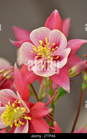 Rosa und weiße Akelei Aquilegia Chrysantha Blume Stockfoto