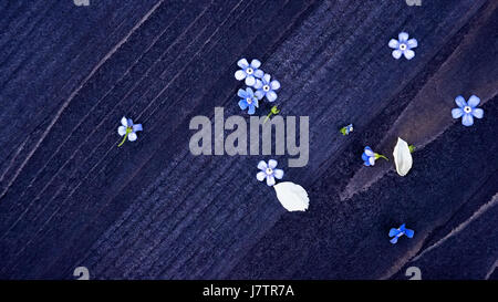 Blumen Vergissmeinnicht auf einen schönen hölzernen strukturierten Hintergrund mit Platz für Text. Die horizontalen Rahmen. Stockfoto