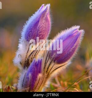 Schöne lila kleinen pelzigen-Kuhschelle. (Pulsatilla Grandis) Blühen auf Frühlingswiese bei Sonnenuntergang. Stockfoto