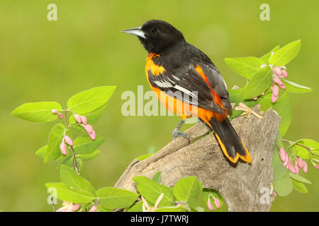 Baltimore Oriole ruht unter rosa Geißblatt Stockfoto