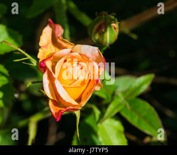 Grace Rose, David Austin Stockfoto