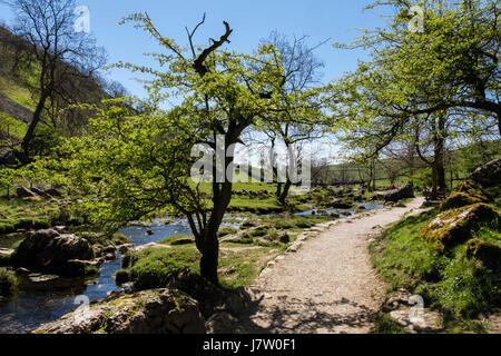 Wanderweg neben Malham Beck bei Malham Cove, Malhamdale, Yorkshire Dales National Park, North Yorkshire, England, UK, Großbritannien Stockfoto