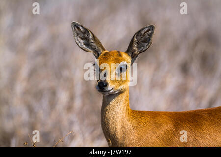 Gemeinsamen Ducker im Krüger-Nationalpark, Südafrika; Specie Sylvicapra Grimmia Familie der Horntiere Stockfoto