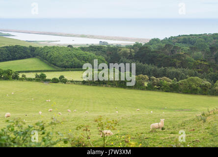 Idillic Landschaft mit Schafen, Lämmer, ram auf einer perfekt saftig grünen Rasen, Felder und Hügel in der Nähe von Meer, Cornwall, England, Vereinigtes Königreich Stockfoto