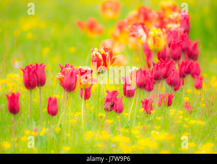 Frühling malerisch mit Tulpen in einer Blumenwiese Stockfoto