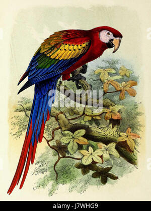 ARA macao, allgemein bekannt als Scharlach-Ara, ist eine bunte Papageienart. Der Titel bezieht sich auf eine Illustration oder Beschreibung aus dem Jahr 1873, die das lebendige Gefieder und den Lebensraum dieses Vogels hervorhebt. Stockfoto