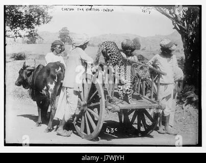 Gepard auf Karren, verwendet für die Jagd in Indien (wahrscheinlich Anfang des 20. Jahrhunderts) Stockfoto