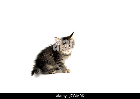 Tier Haustier verspielte Katze Baby Kätzchen gemütlichen heimischen katzenartiger Begleiter pelzigen Stockfoto