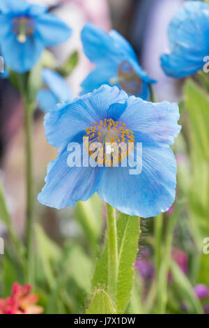 Meconopsis X sheldonii Lingholm. Blauer Himalaya-Mohn Stockfoto