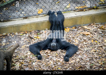 Schimpansen, die Verlegung auf dem Rücken im Zoo Stockfoto