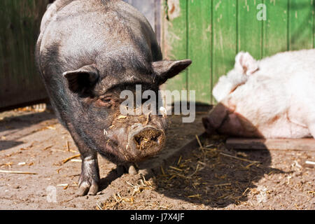 Tier Haustier Bauernhof Tier Borsten bestimmt Hausschwein Schwein Zielstrebigkeit Stockfoto