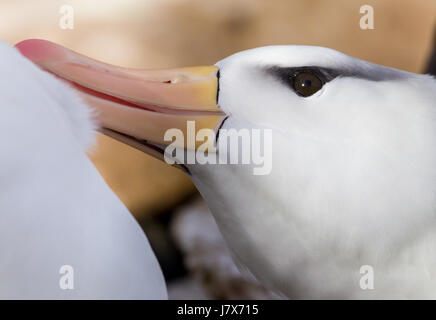 In der Nähe von Schwarzen tiefsten Albatross putzen partnter Stockfoto