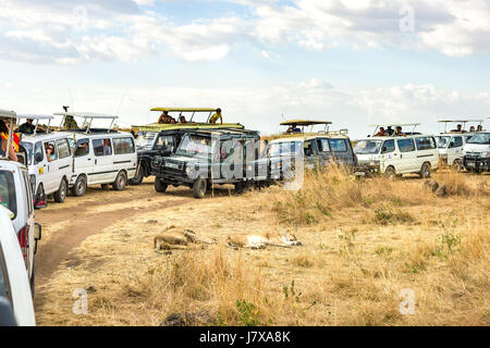 Mehrere Safari Fahrzeugen mit Touristen zu sehen Ruhenden Löwen Paar gestoppt (Panthera leo), Masai Mara, Kenia Stockfoto