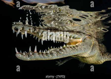 Amerikanisches Krokodil, Crocodylus Acutus, Jardines De La Reina, Kuba Stockfoto