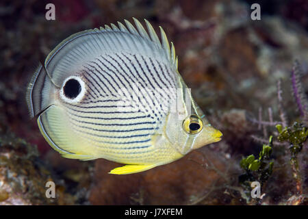 Foureye Butterflyfish, Chaetodontidae Capistratus, Jardines De La Reina, Kuba Stockfoto