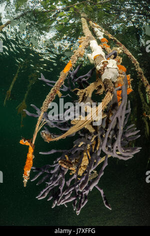 Wurzeln der roten Mangroven Rhizophora mangle, Jardines De La Reina, Kuba Stockfoto