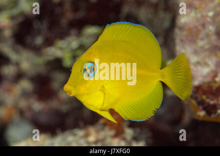 Juvenile Blue Tang, Acanthurus Coeruleus, Jardines De La Reina, Kuba Stockfoto