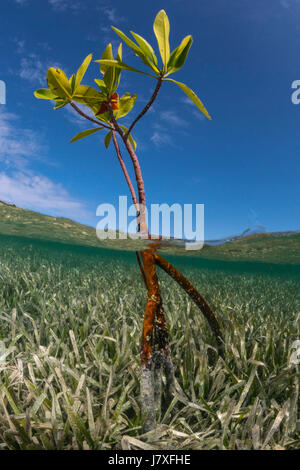 Rote Mangroven, Rhizophora mangle, Jardines De La Reina, Kuba Stockfoto